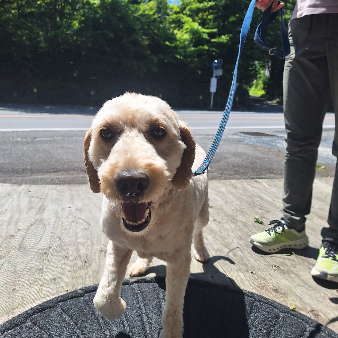 軽井沢　犬　散歩
