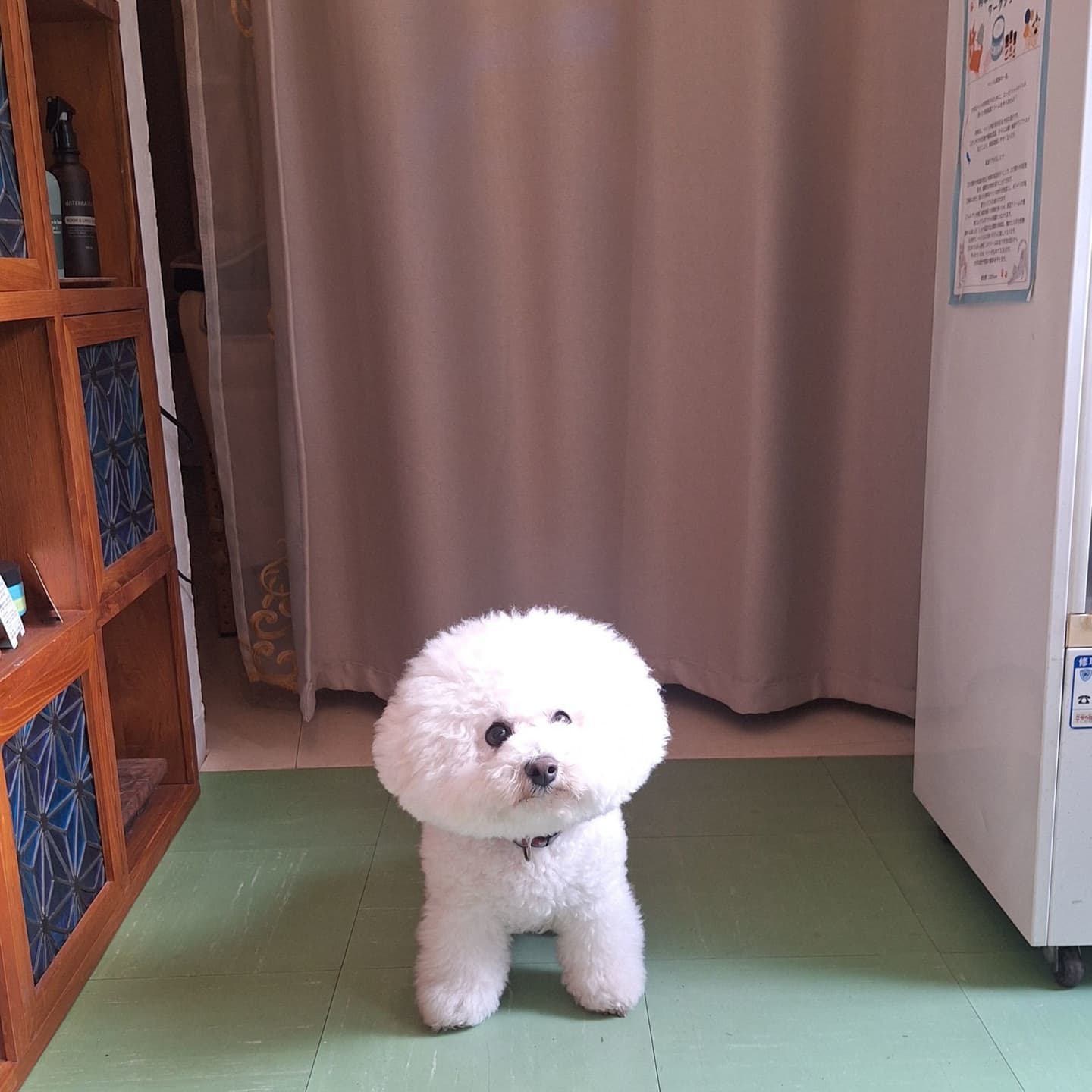 軽井沢　ペット